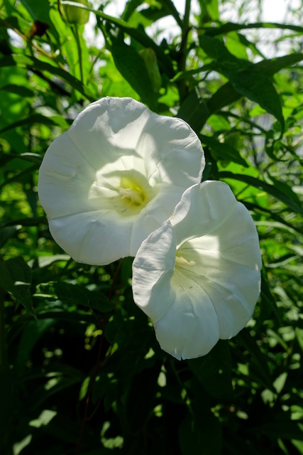 Calystegia sepium