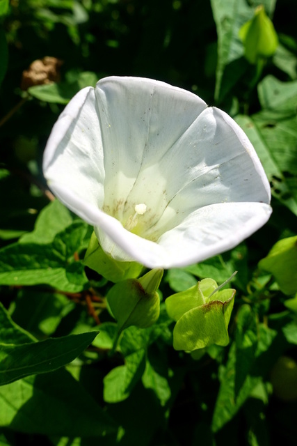 Calystegia sepium