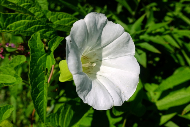 Calystegia sepium