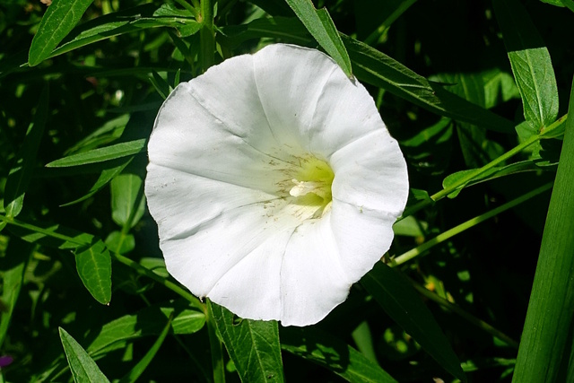 Calystegia sepium