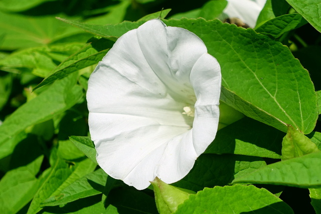 Calystegia sepium