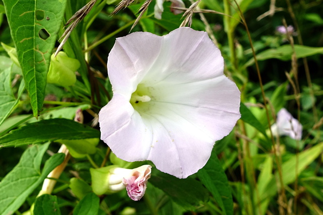 Calystegia sepium