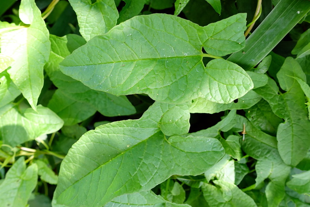 Calystegia sepium - leaves