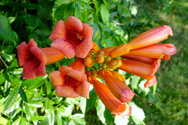 Campsis radicans