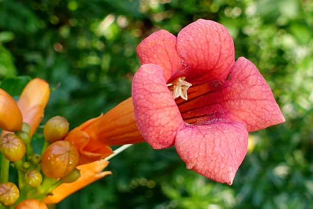 Campsis radicans