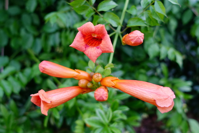 Campsis radicans