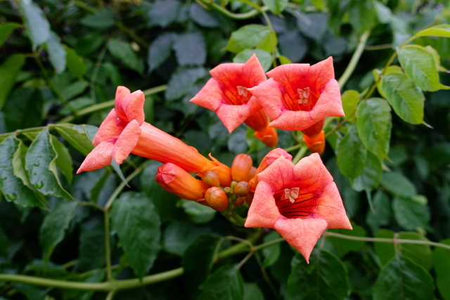 Campsis radicans