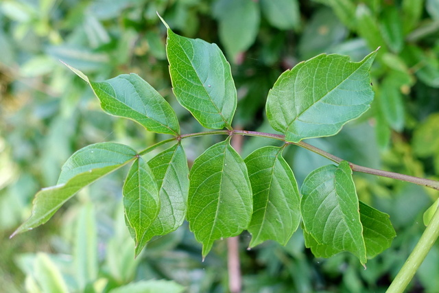 Campsis radicans - leaves