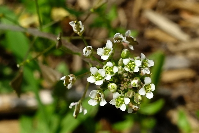 Capsella bursa-pastoris