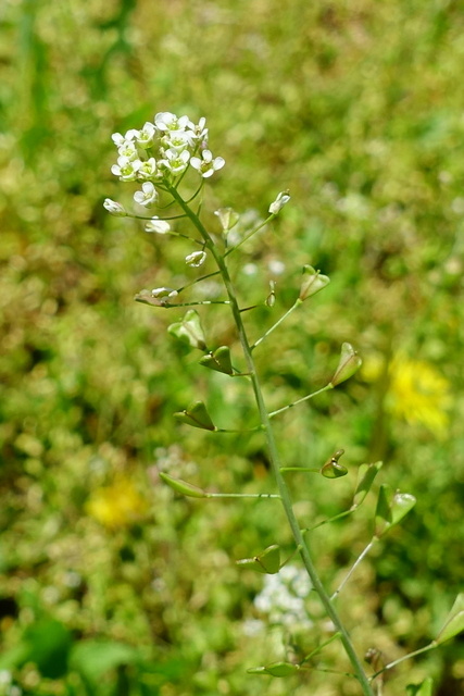 Capsella bursa-pastoris