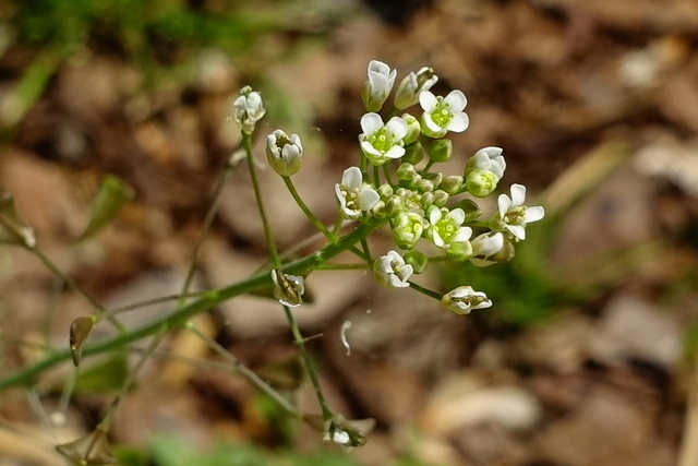 Capsella bursa-pastoris