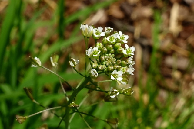 Capsella bursa-pastoris