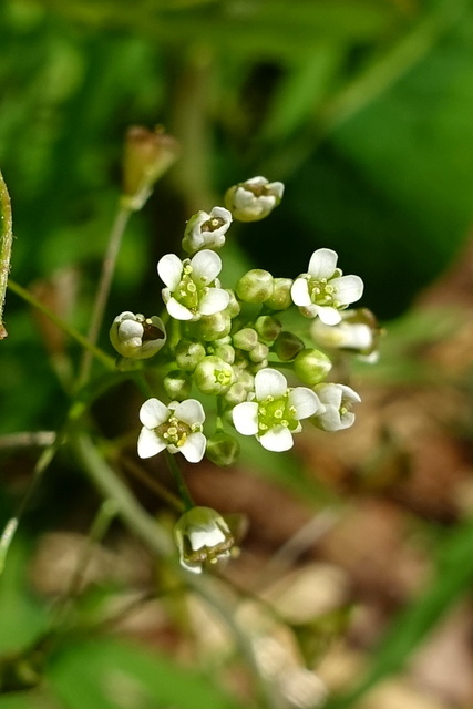 Capsella bursa-pastoris