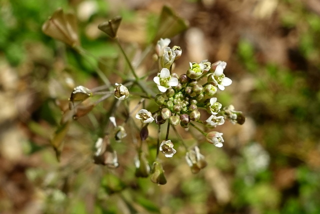 Capsella bursa-pastoris