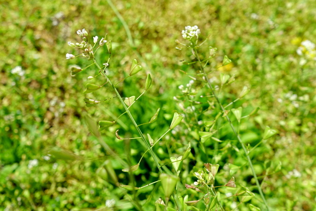 Capsella bursa-pastoris - seedpods