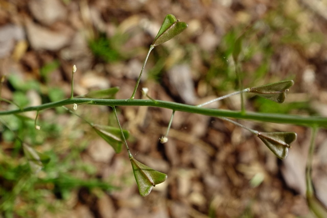 Capsella bursa-pastoris - seedpods