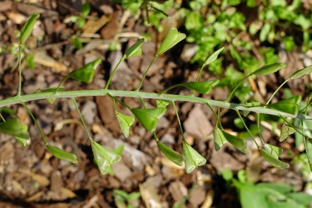 Capsella bursa-pastoris - seedpods