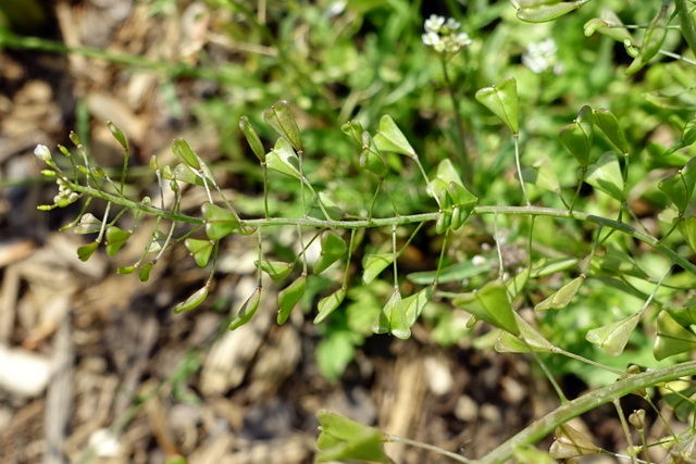 Capsella bursa-pastoris - seedpods