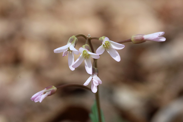 Cardamine angustata