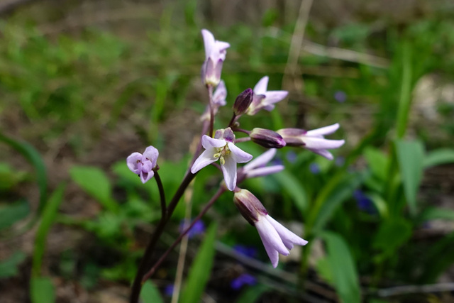 Cardamine angustata