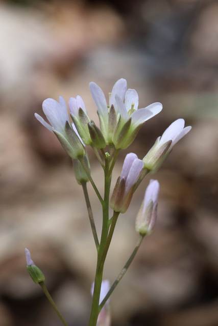 Cardamine angustata