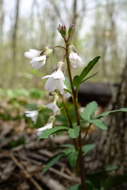 Cardamine angustata