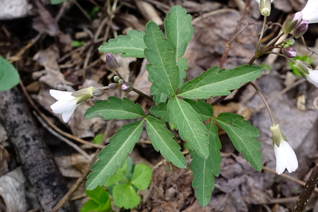 Cardamine angustata - leaves