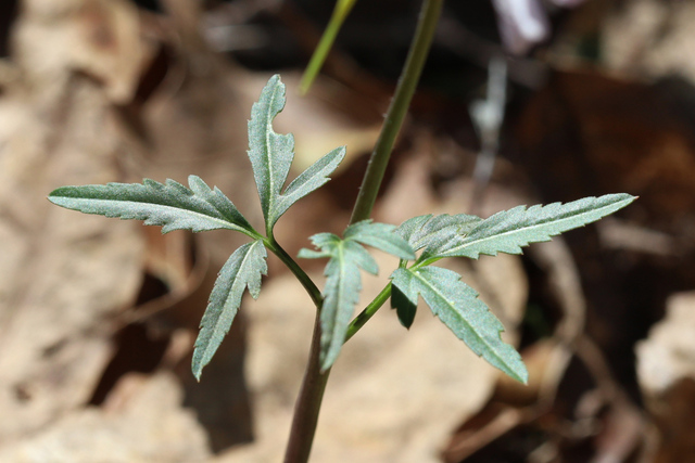 Cardamine angustata - leaves