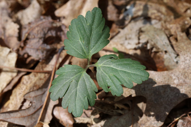 Cardamine angustata - leaves