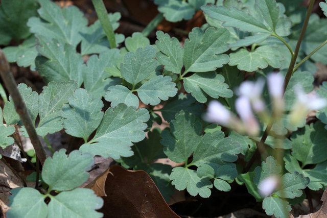 Cardamine angustata - leaves