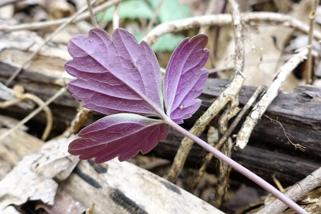 Cardamine angustata - leaves