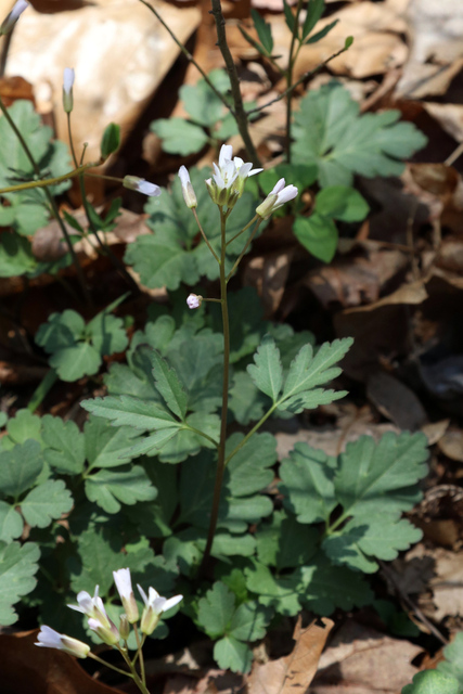 Cardamine angustata - plant