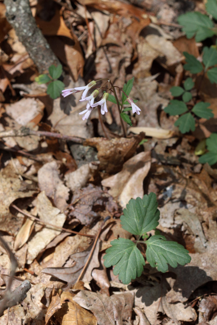 Cardamine angustata - plant