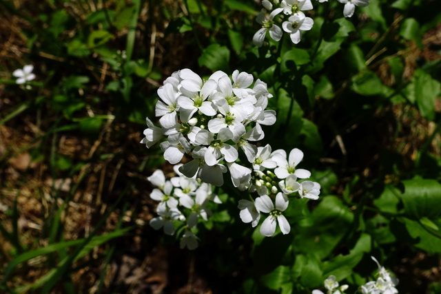 Cardamine bulbosa