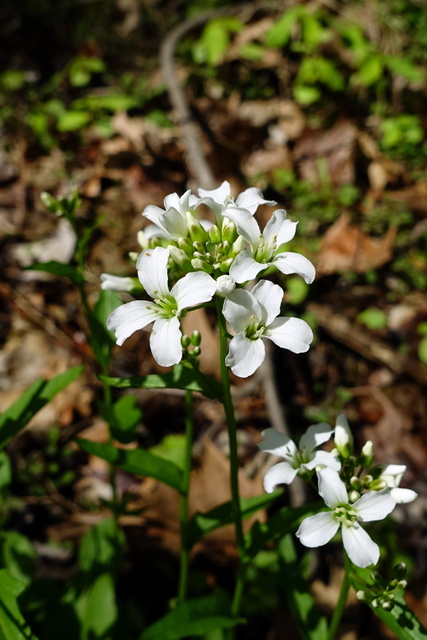 Cardamine bulbosa