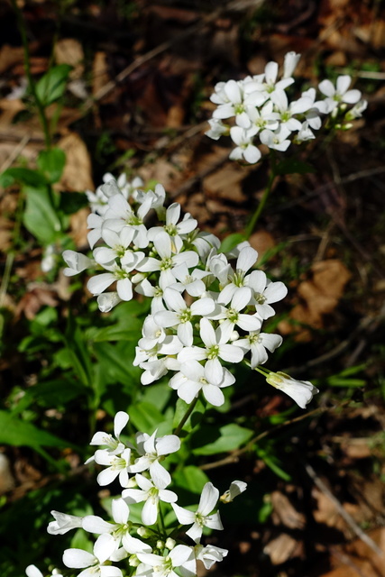 Cardamine bulbosa