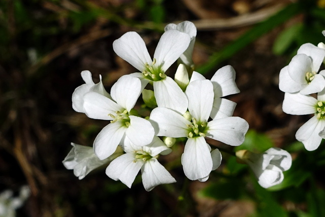 Cardamine bulbosa