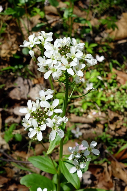 Cardamine bulbosa