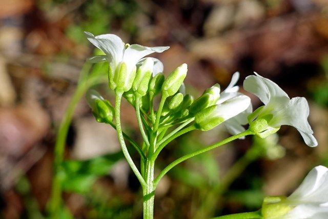 Cardamine bulbosa