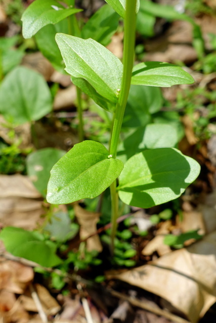 Cardamine bulbosa - leaves