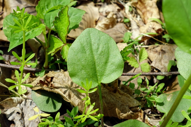 Cardamine bulbosa - leaves