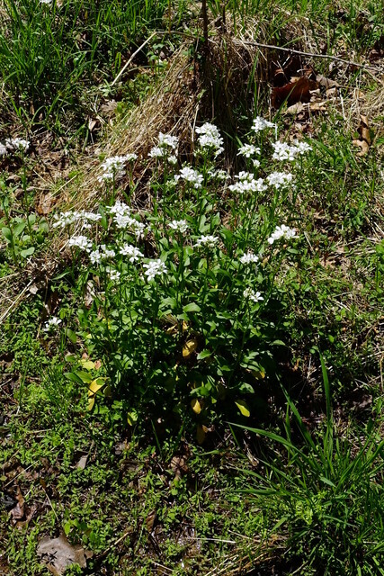 Cardamine bulbosa - plant