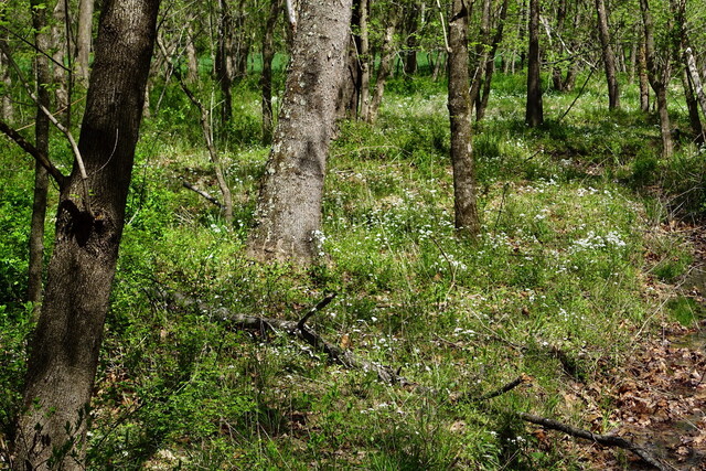 Cardamine bulbosa - plants