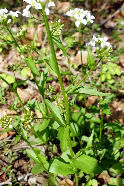 Cardamine bulbosa - stem