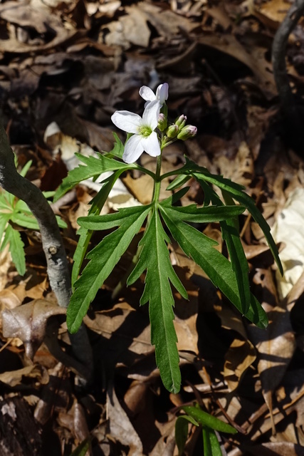 Cardamine concatenata