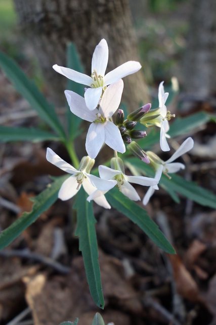 Cardamine concatenata