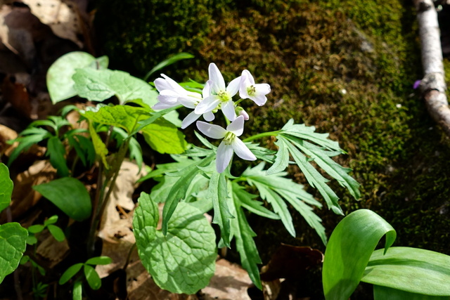 Cardamine concatenata