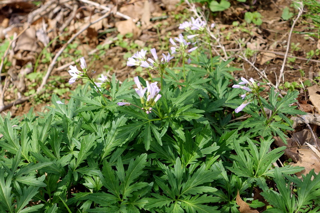 Cardamine concatenata - plants