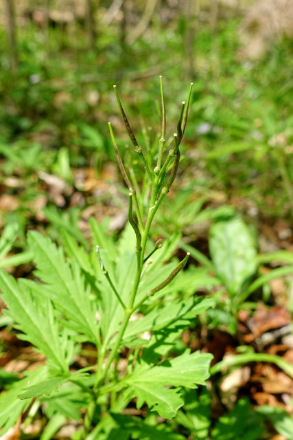 Cardamine concatenata - seedpods