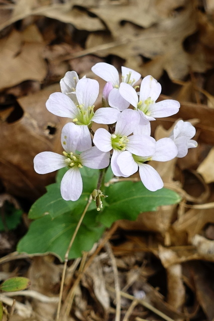 Cardamine douglassii